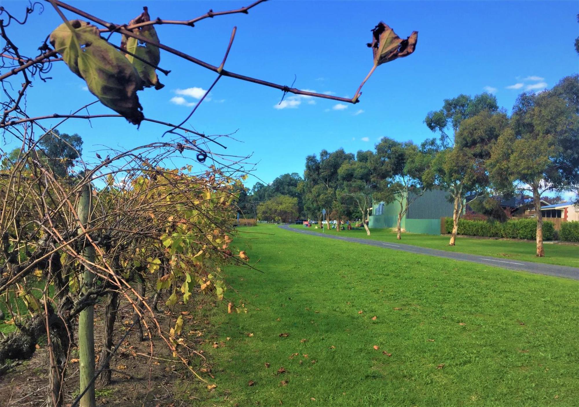 Mclaren Vale Studio Apartments Экстерьер фото